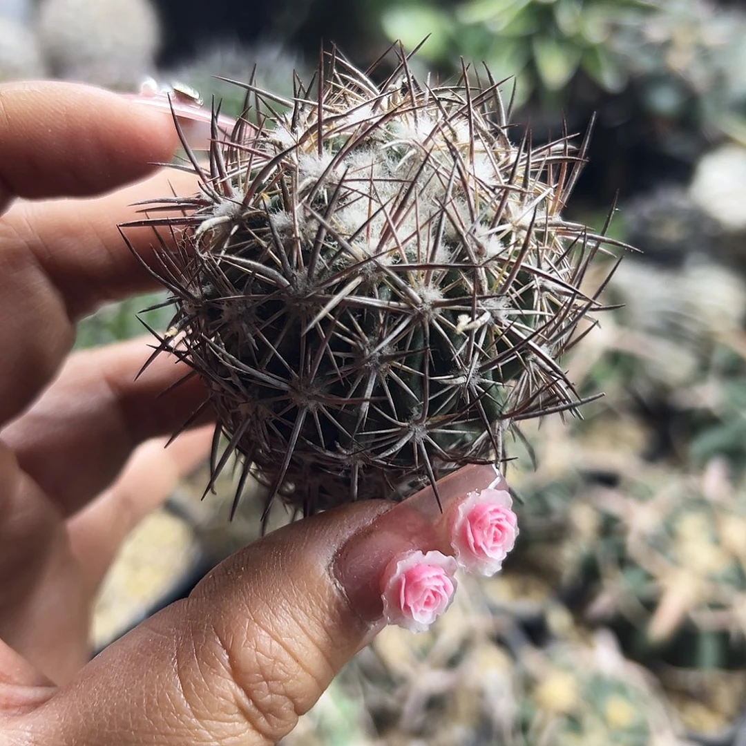 英冠有根仙人球6666666