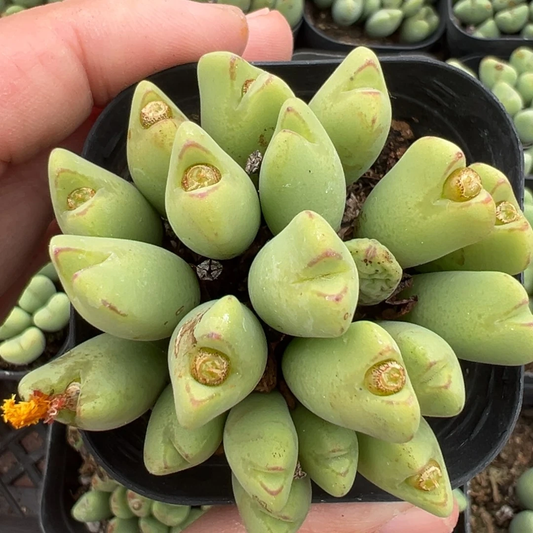 【闪购商品】1094……