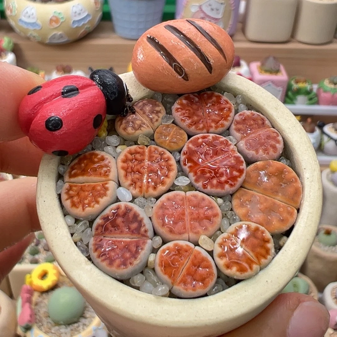 多肉植物33号橘色