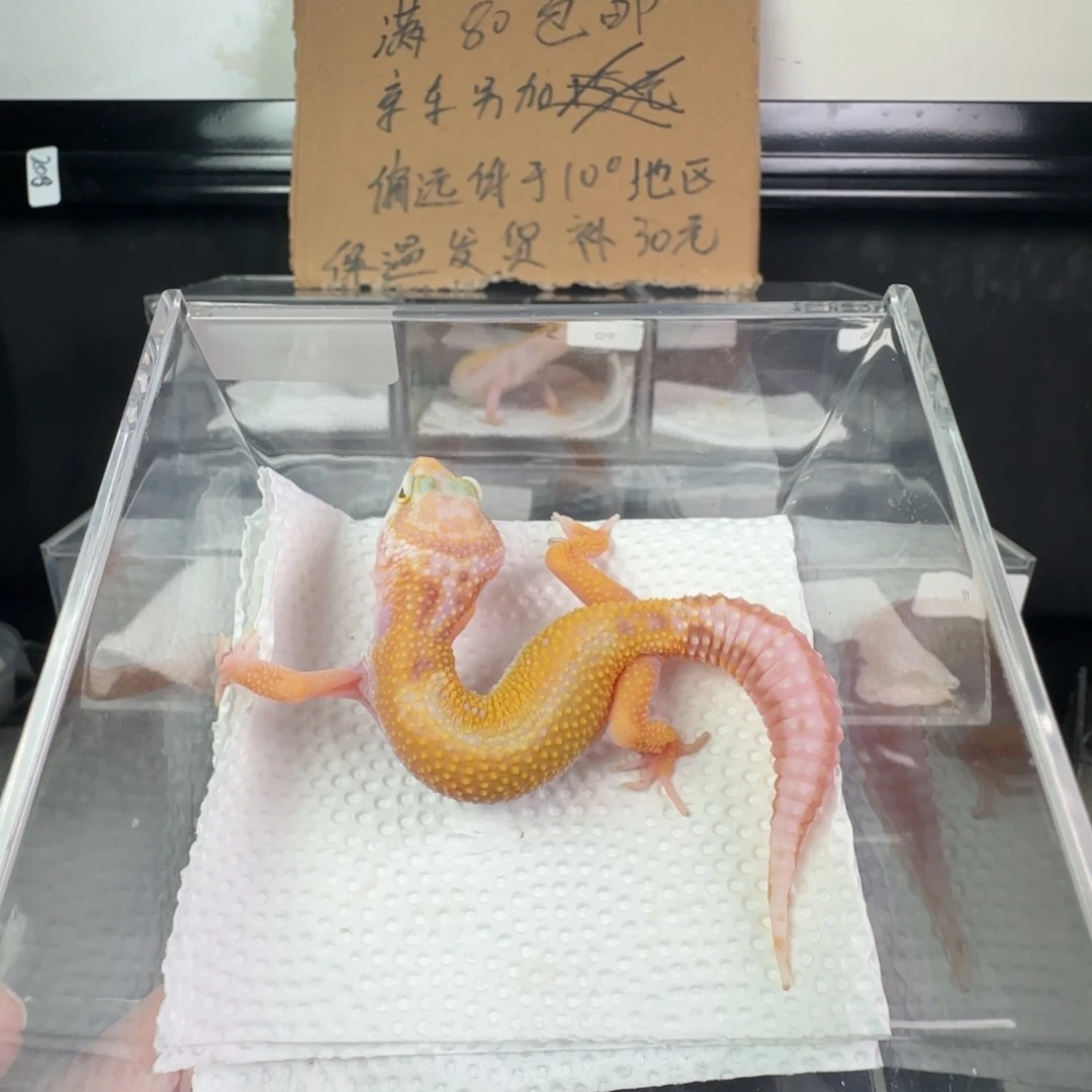 豹纹守宫白黄雨水直线妹妹