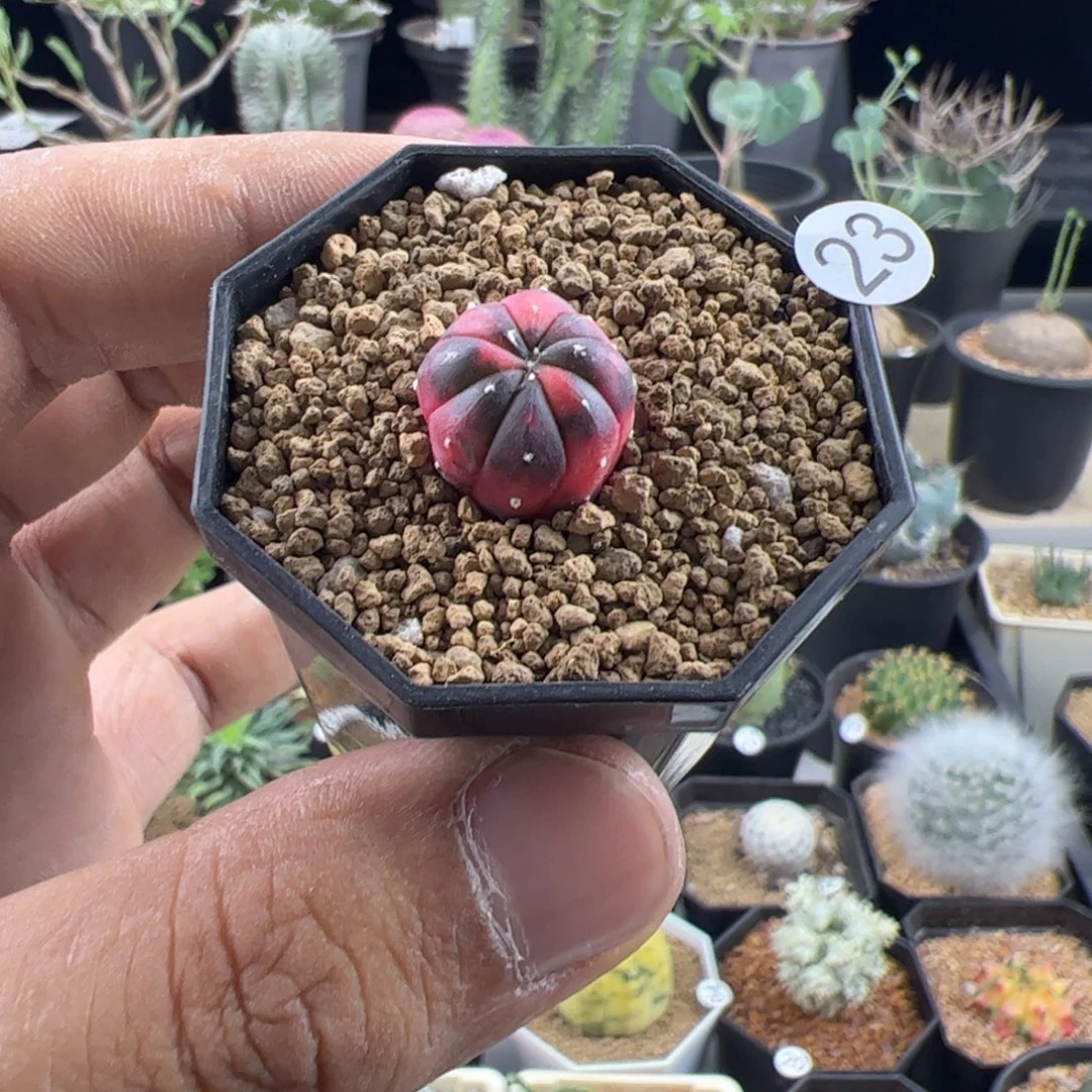 兜锦实生1.4一物一拍带盆发