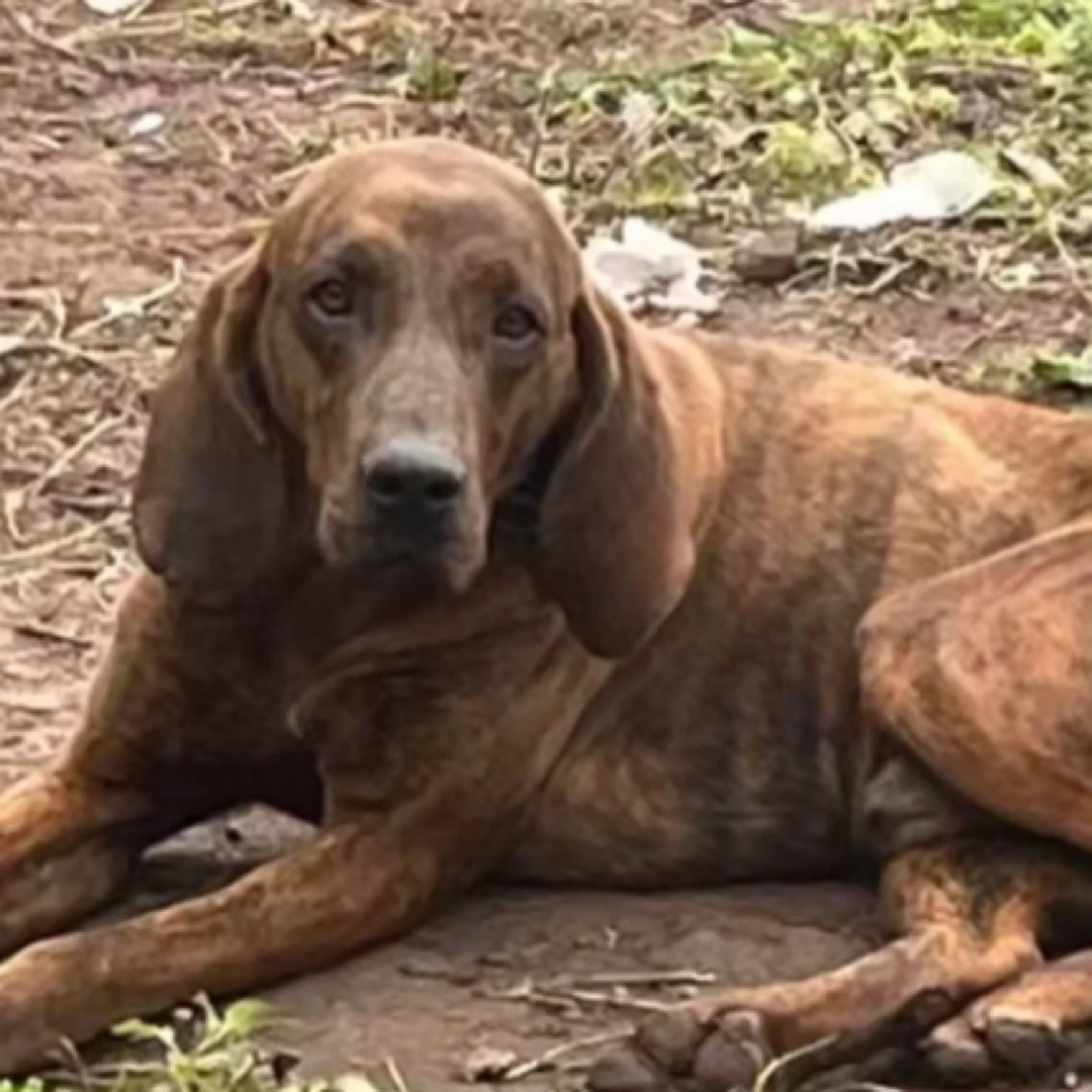 〖广安非凡犬舍〗实战单血统双血统后代幼犬健康