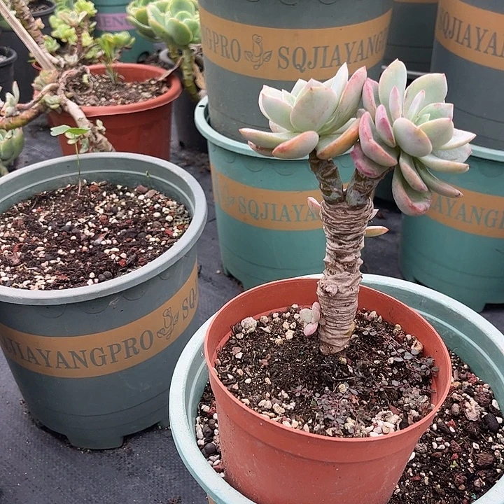 最***人083白凤脱土发货不退不换