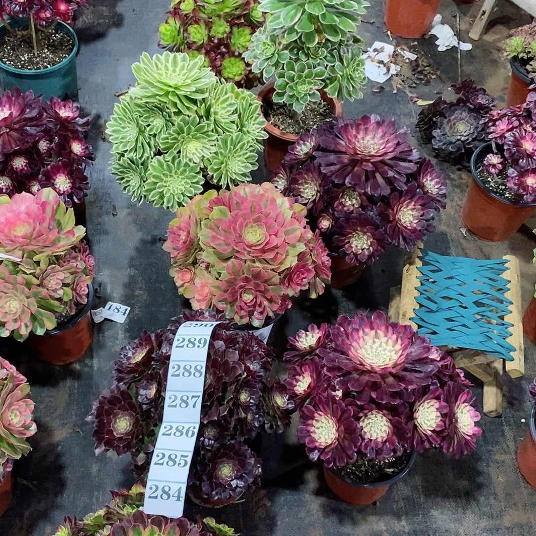 活****己组合红铜白284-291多肉法师植物