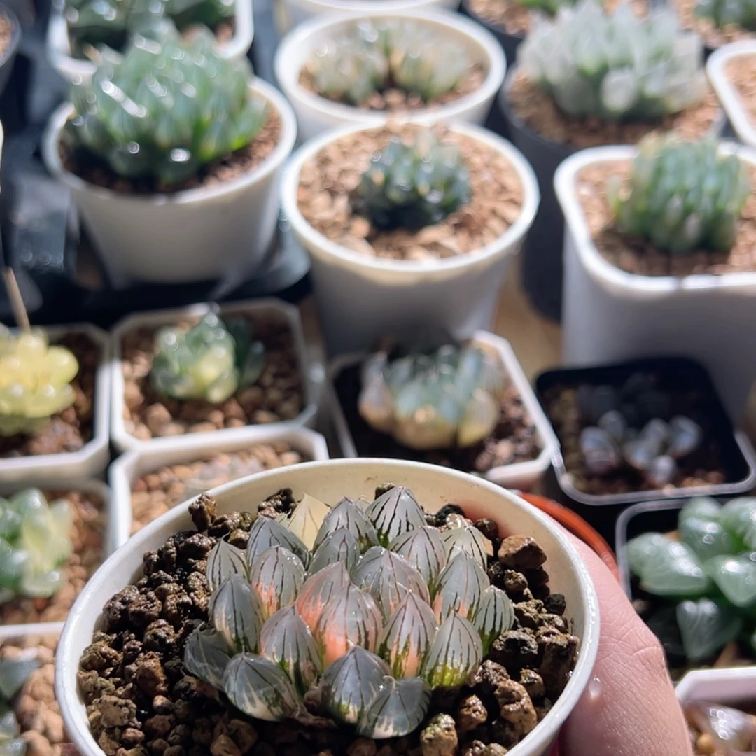 霓虹灯锦多肉植物