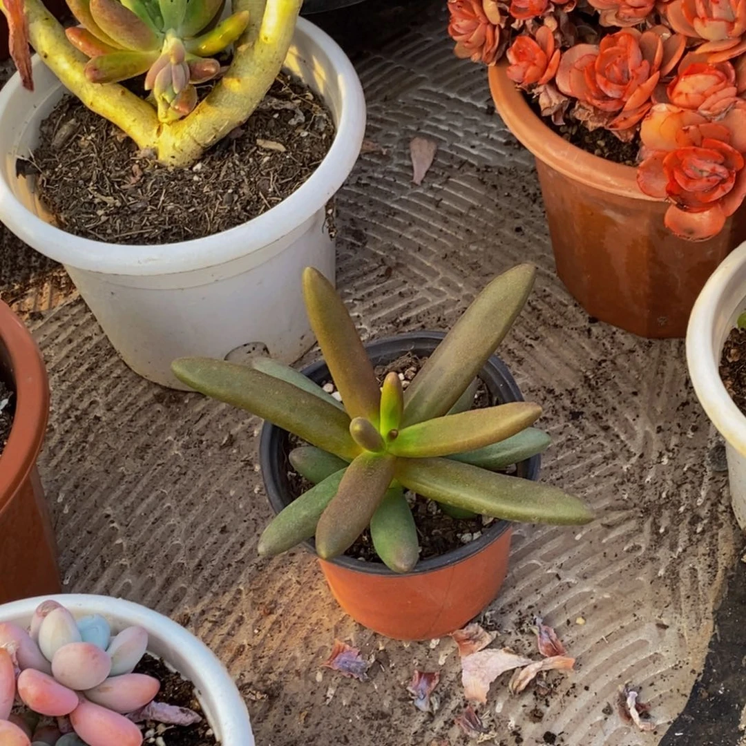 水*茫48包邮一物一拍多肉植物