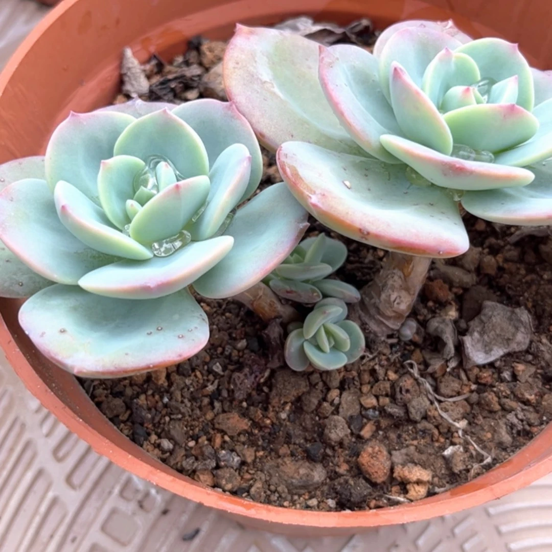 【闪购商品】无花朵月**泉