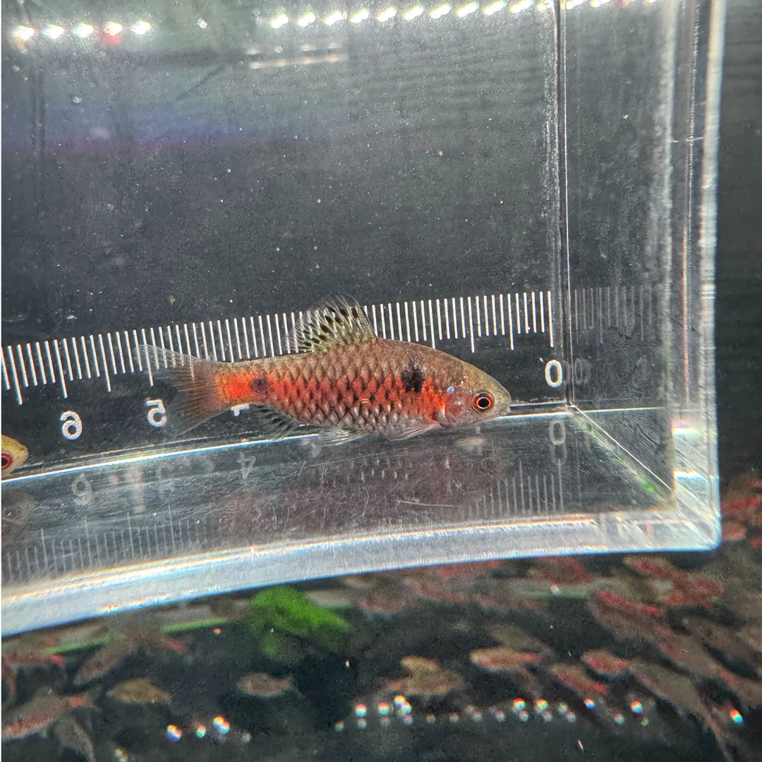 钻石彩虹鲫皮实好养不加温小型观赏鱼