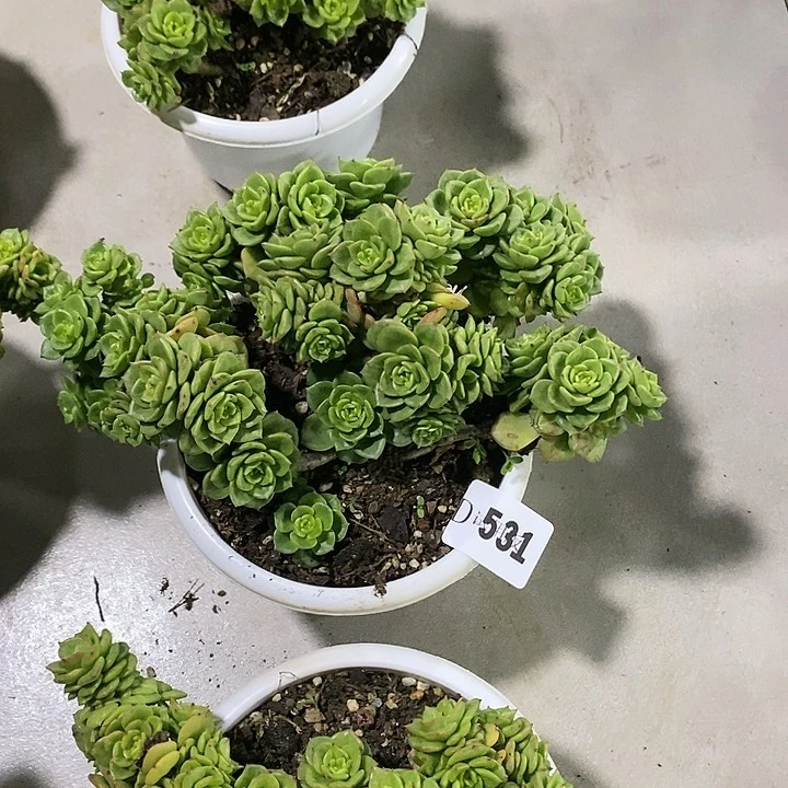 落**秋531蜡牡丹多肉植物