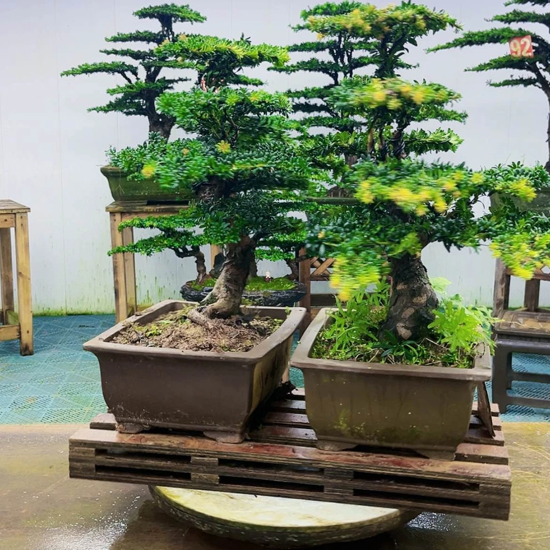 【闪购商品】无花朵