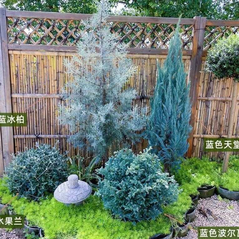 蓝冰柏盆栽耐寒耐晒四季常绿松柏树庭院造景花镜植物阳台蓝色植物