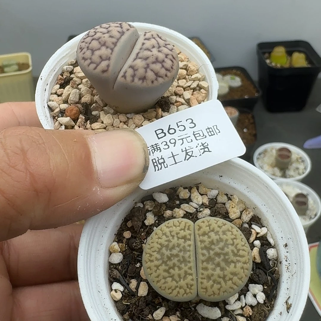 653多肉哈哈哈哈哈哈哈哈