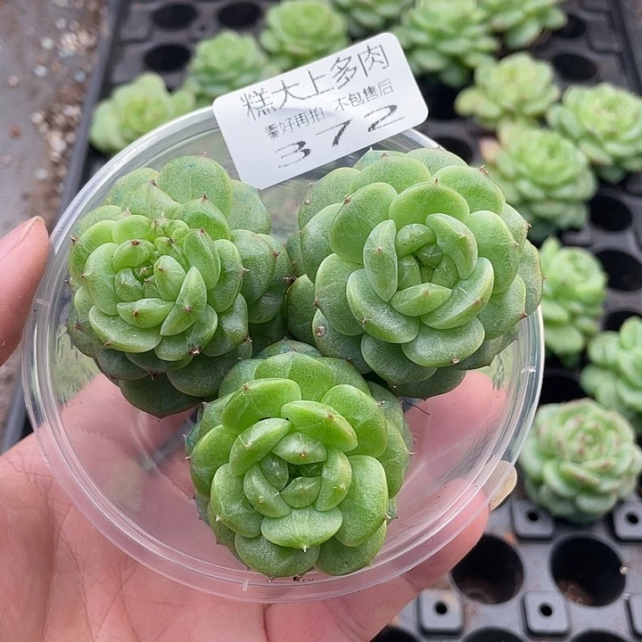 糕大上多肉植物372