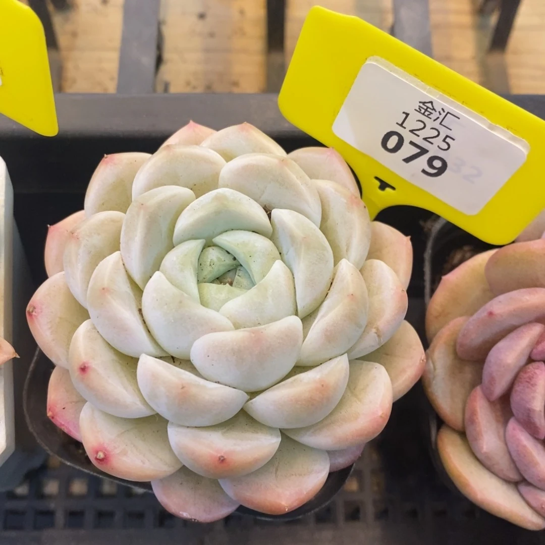 福利多多。1225079