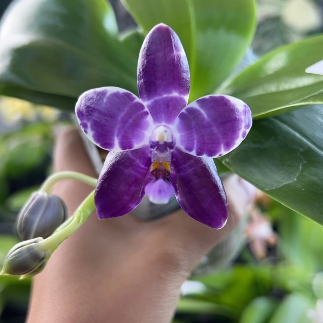 完全开放32号，少根，圣诞限时放漏138米