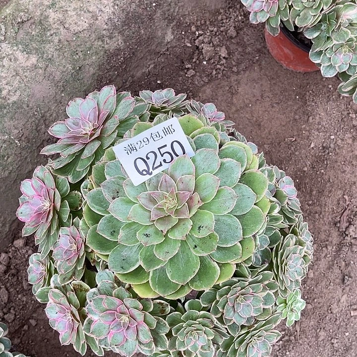 250莲花坐多肉植物
