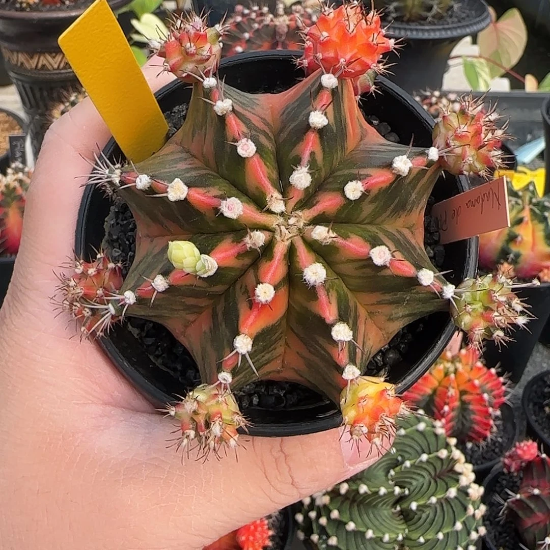 N33-0104泰国米哈蝴蝶夫人