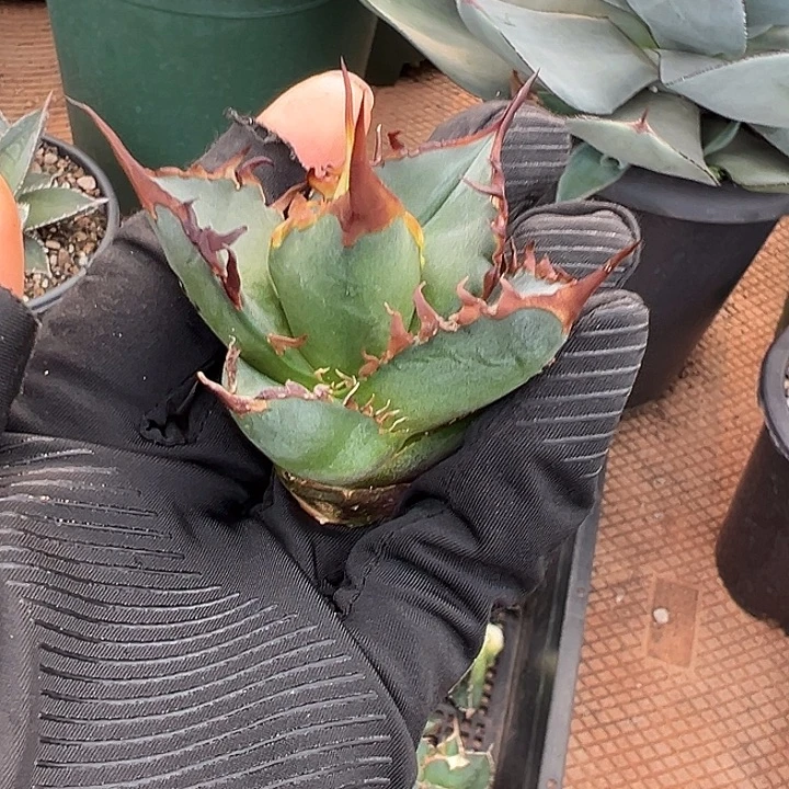 水***色龙舌兰多肉植物多肉