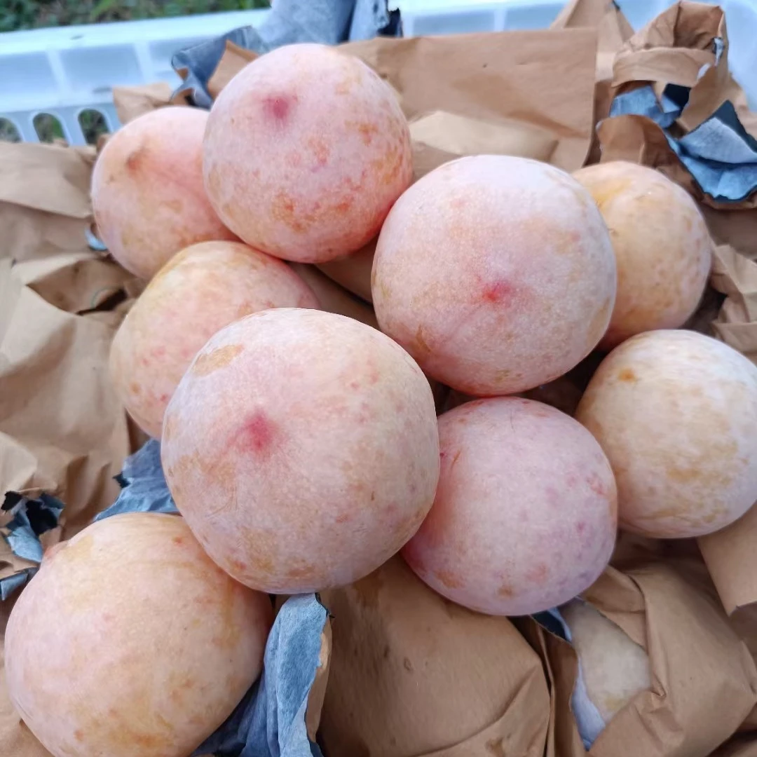 香妃李 脆甜多汁湖南芷江当季水果现摘现发3斤起包邮