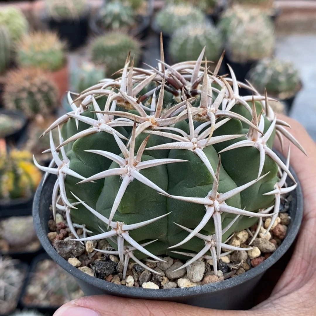 植播园艺短豪刺碧岩玉