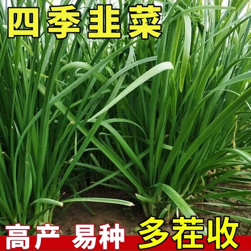 寿光独根红韭菜种子红根多年生韭菜种子四季阳台盆栽农家蔬菜种子