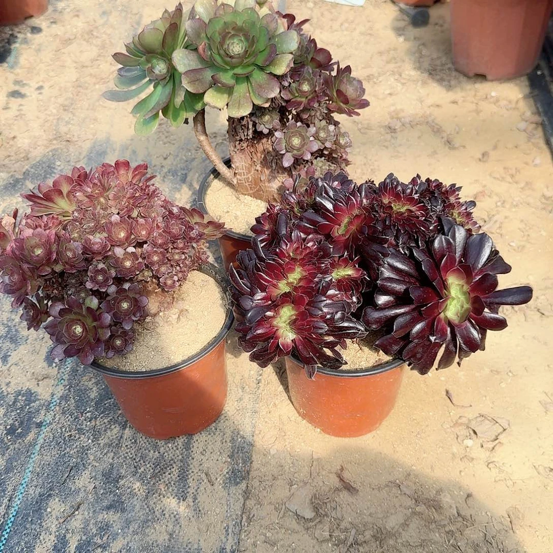 大*姐万朵朵欧紫工3颗有伤