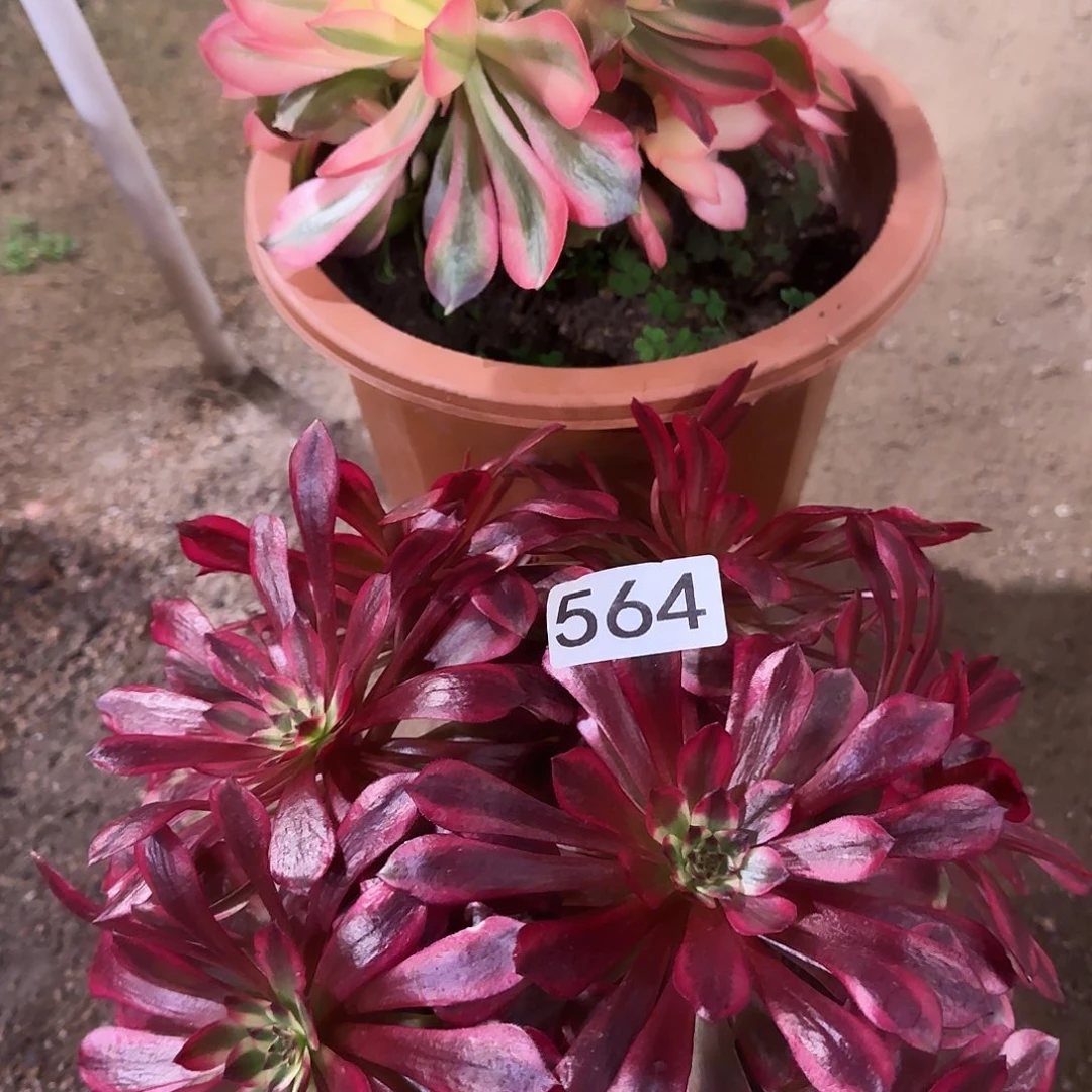 多肉植物福利组合2棵564