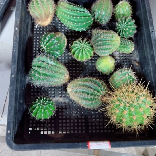 下81框拍无根侧芽歪斑小无售后