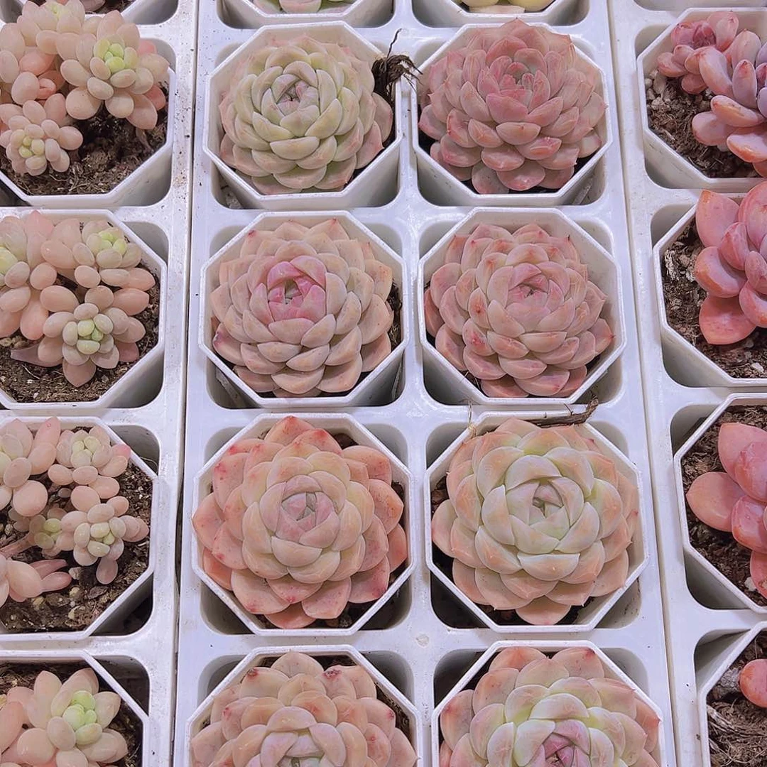 8角盆绿心2带盆带土19包邮