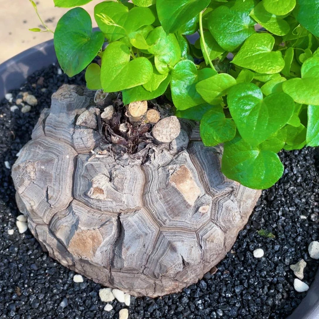 盆栽，龟甲龙13公分