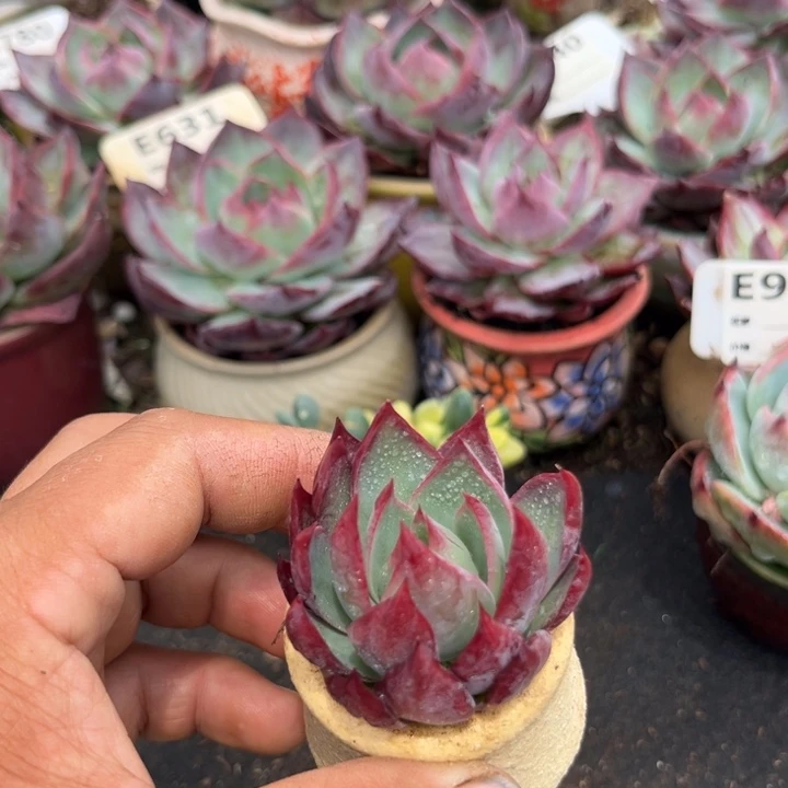 惊鸿惊鸿一瞥多肉植物