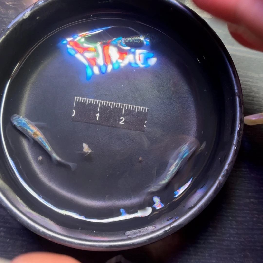 青鳉鱼观背青鳉鱼直播间9