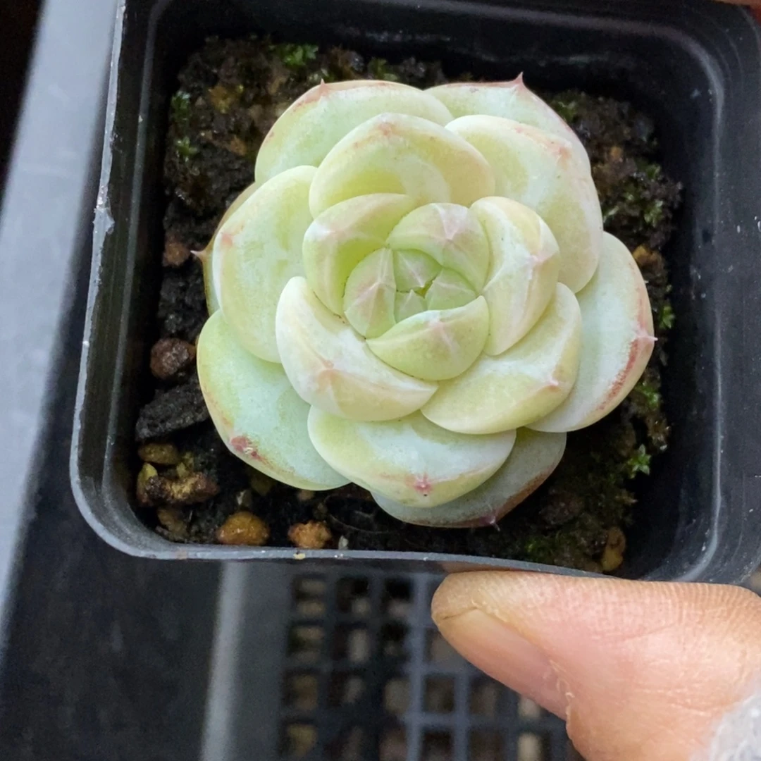精品多肉一物拍不包整481