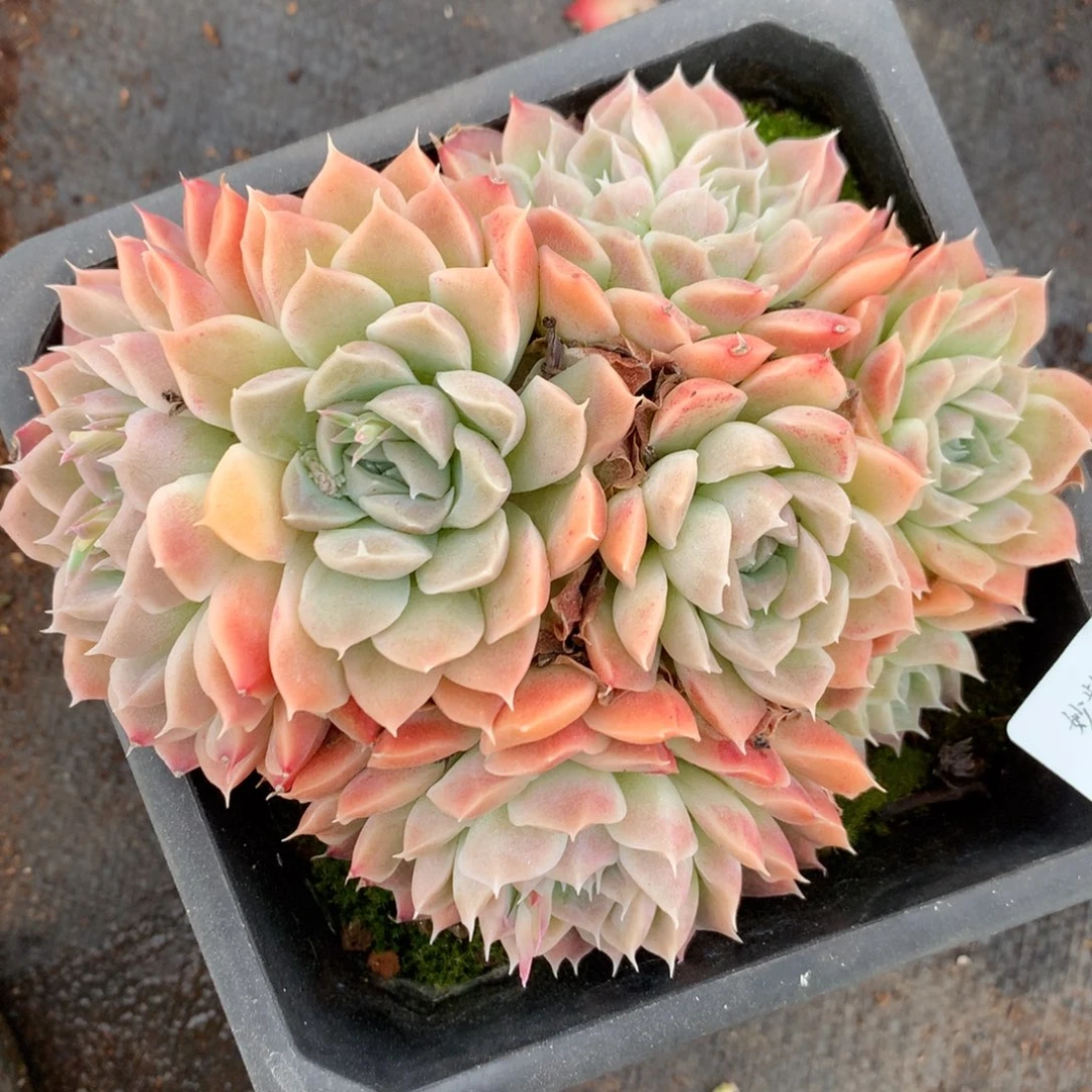 2037杂交精品基地13厘米