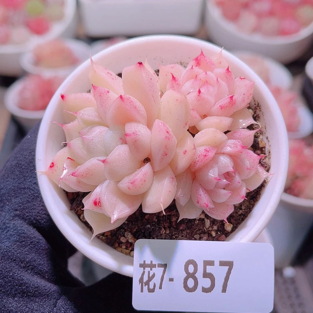 花利美7-857麦秆