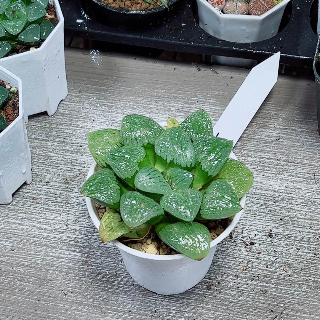 青纸姬寿玉露多肉植物