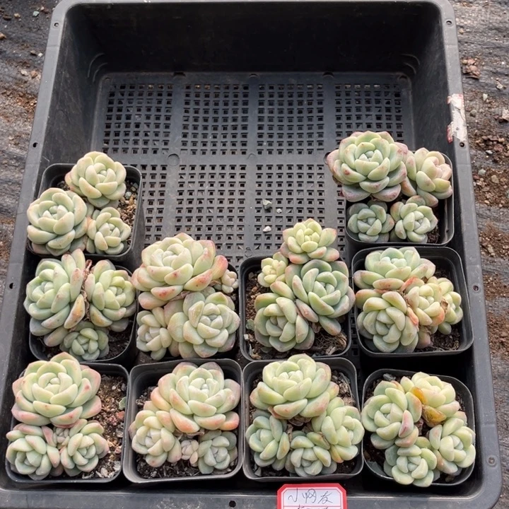 小***友冰玉多肉七方盆一组10个