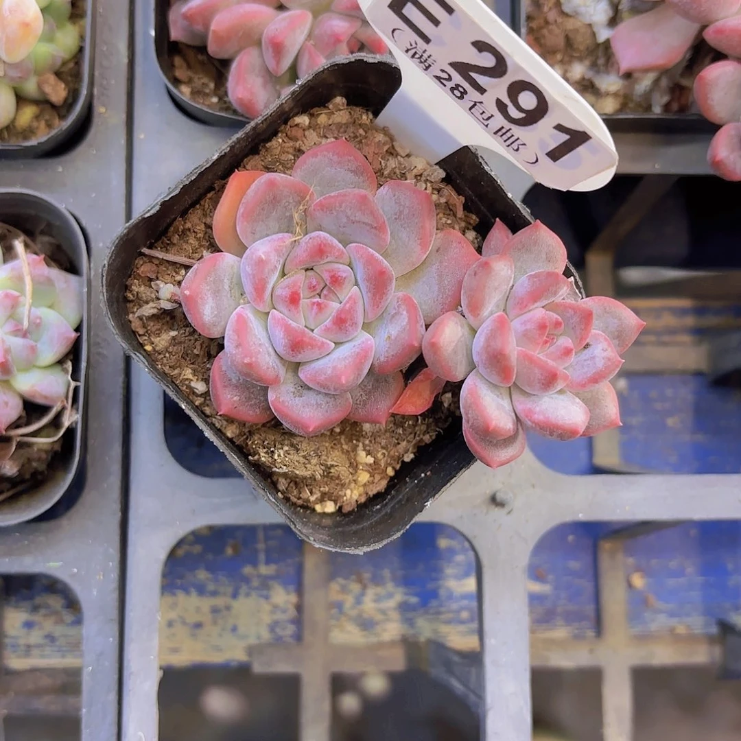 E291不知名一物一拍