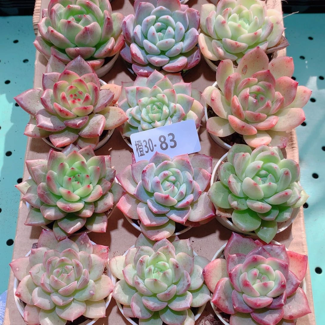 30-83一物一拍多肉带盆18颗