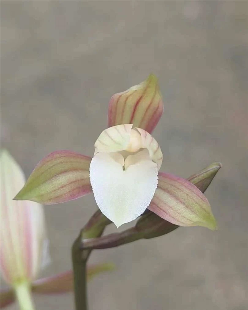 建兰（一号红壳素）三苗草特壮