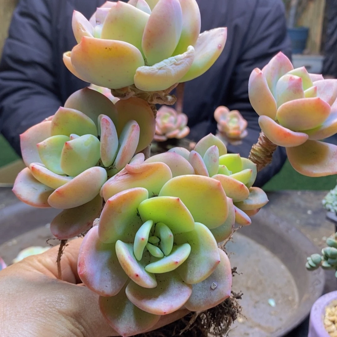 华*H51号白月光老桩