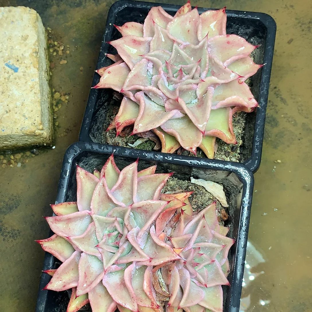 饺子皮一物一拍4-18.4-20