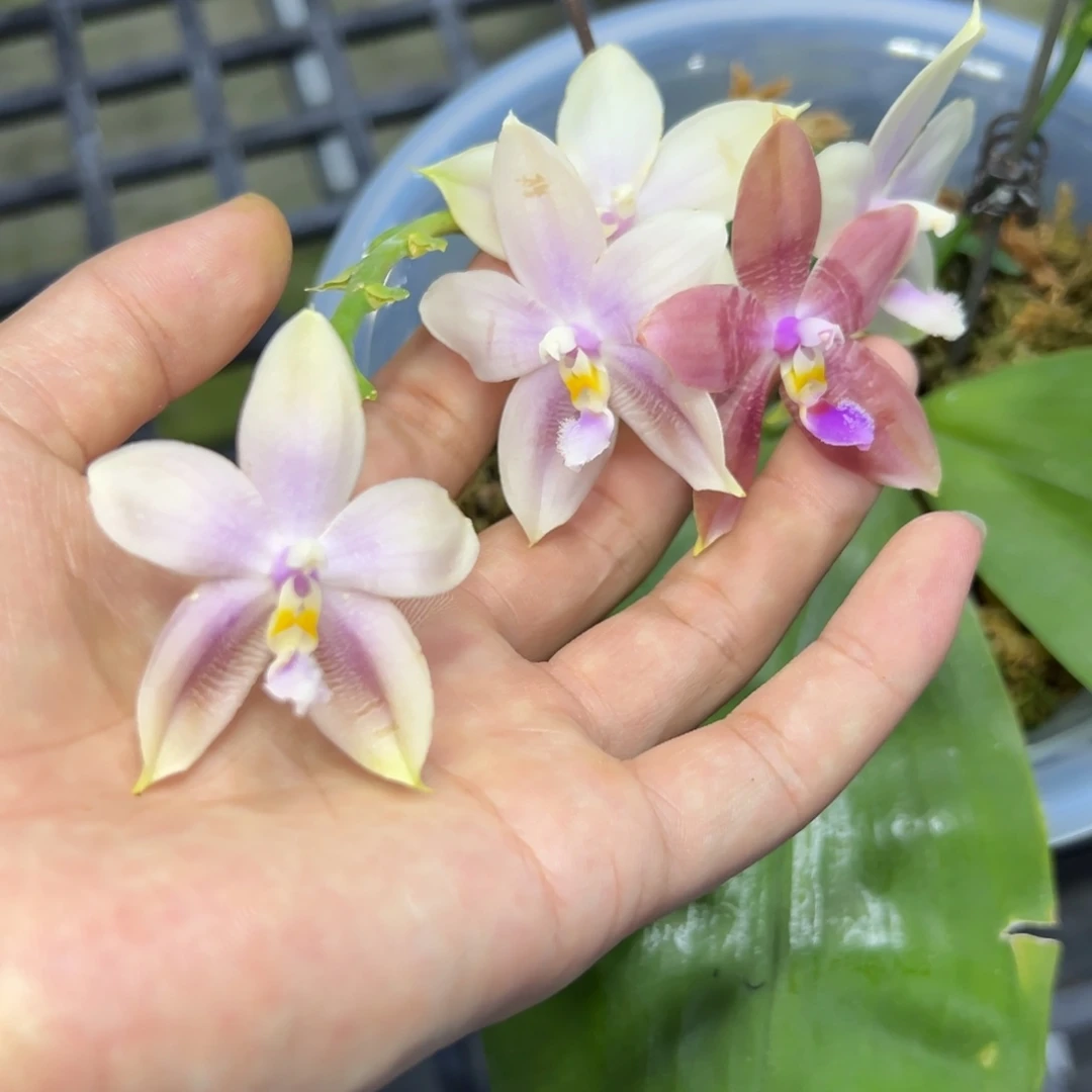 完全开放l698八寸小行星