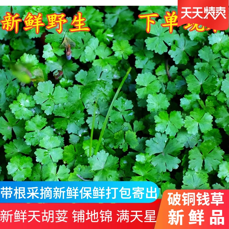 铺地锦包邮天然天胡荽新鲜破铜钱满天星草落得打步地锦鱼鳞草