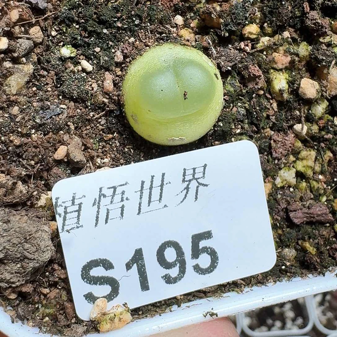 195号多肉植物哇c g