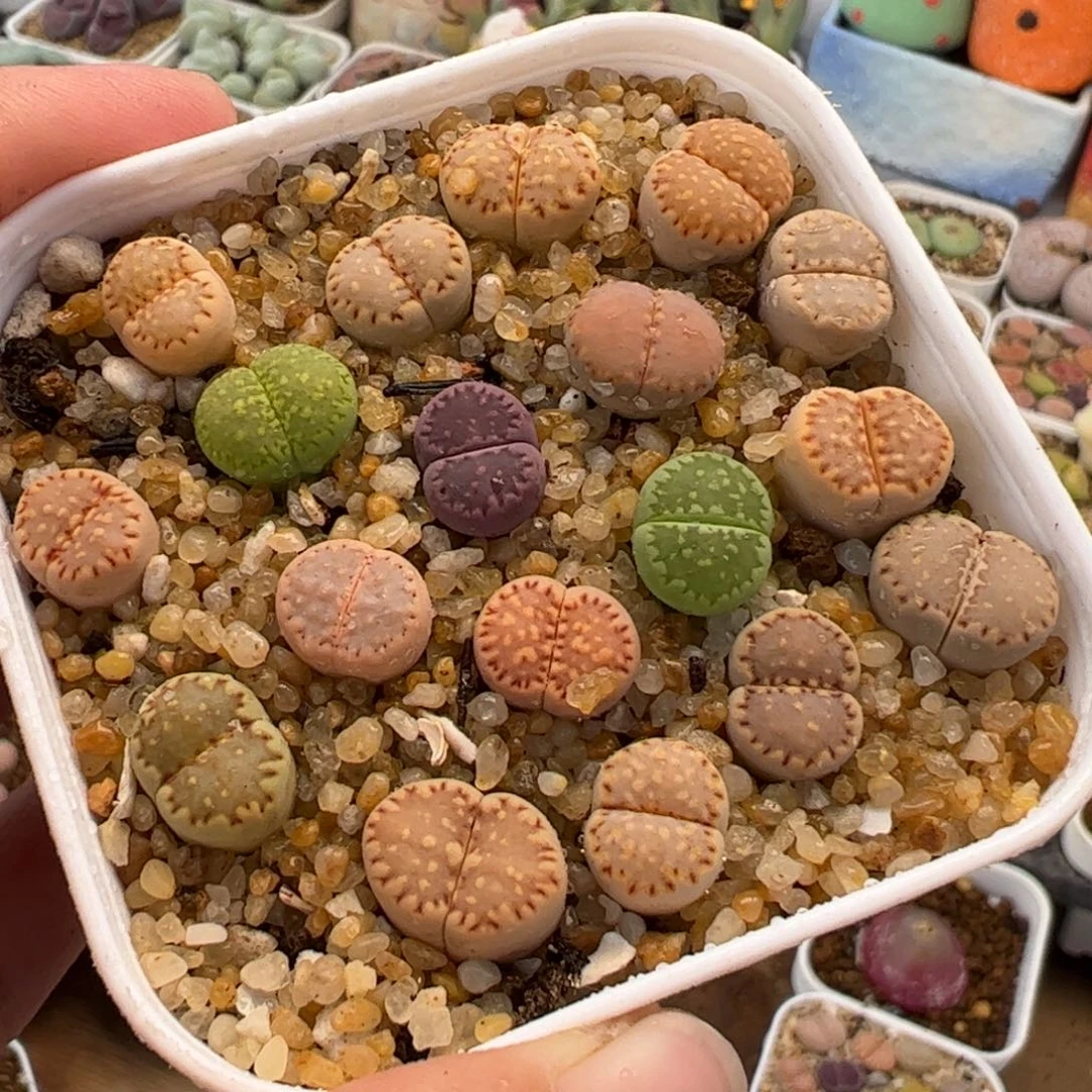 785多肉植物百科