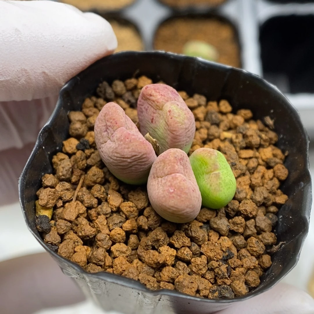 多肉植物肉锥杂交K-5137 风铃杂 缺水