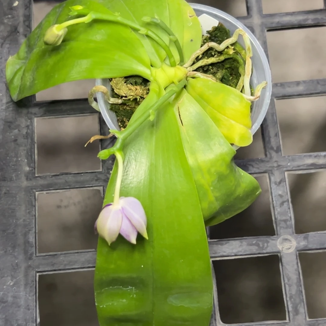 完全开放l085三寸ys1209瑕疵