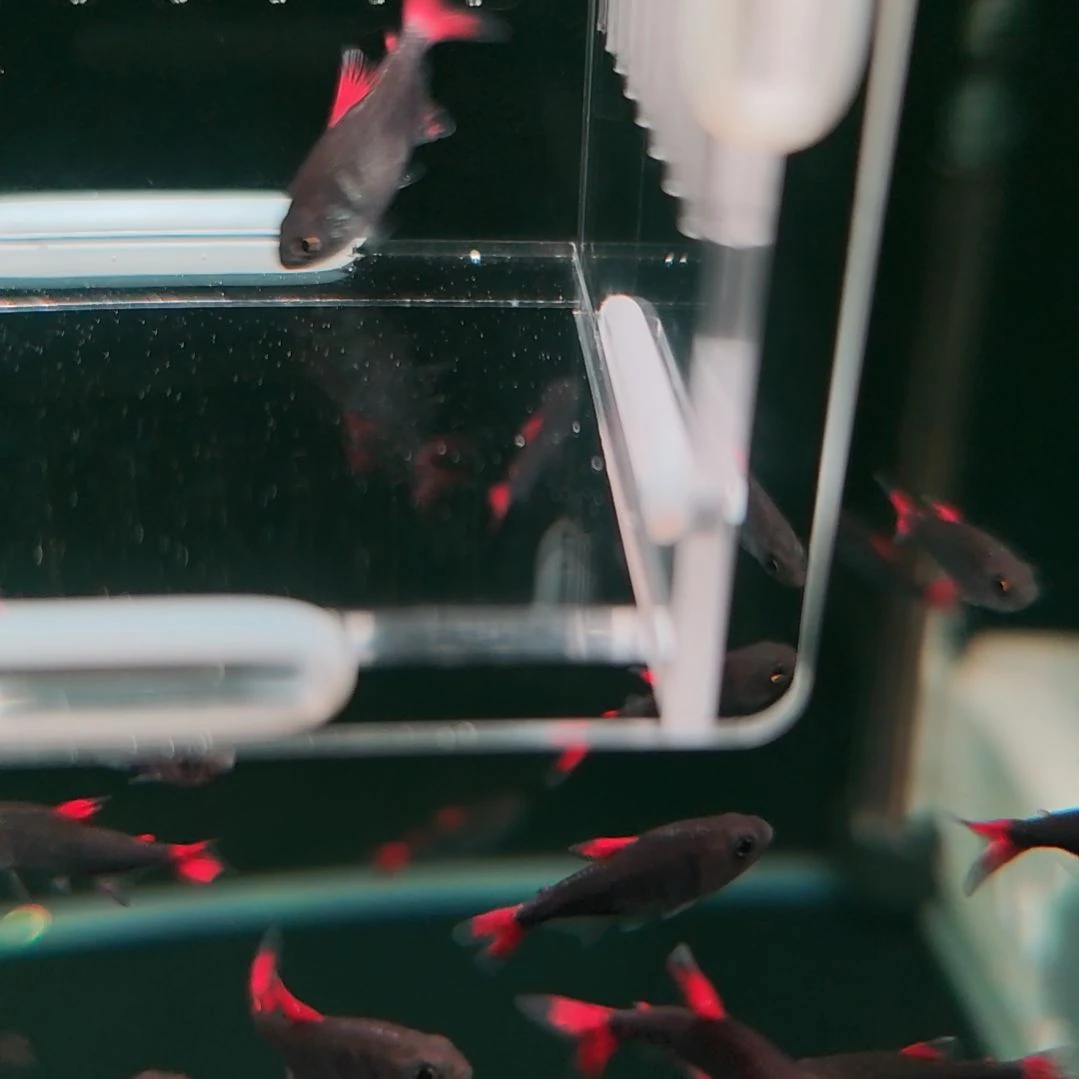 灯科鱼4红旗灰太狼