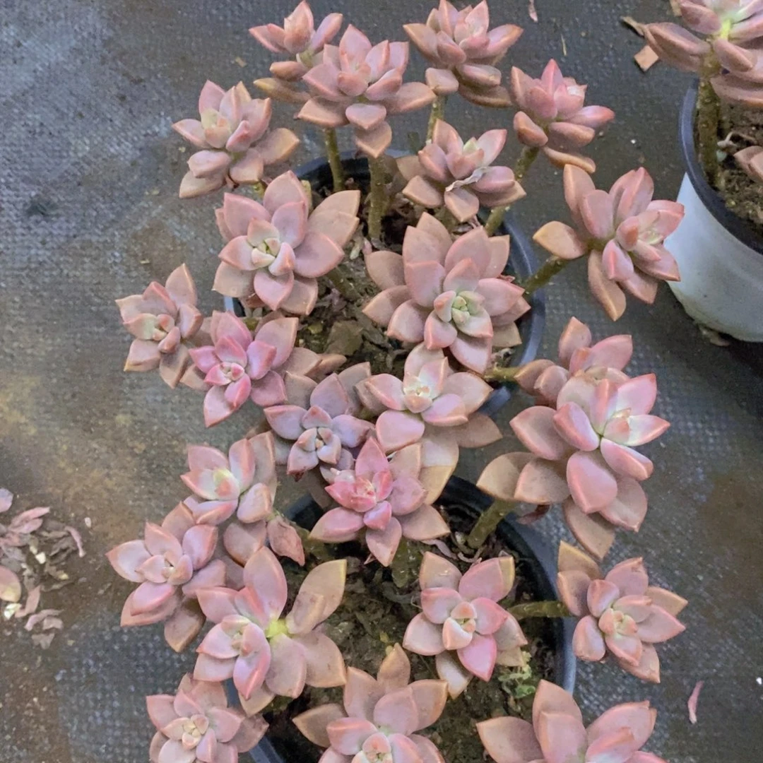 姬胧月散装带盆土两盆